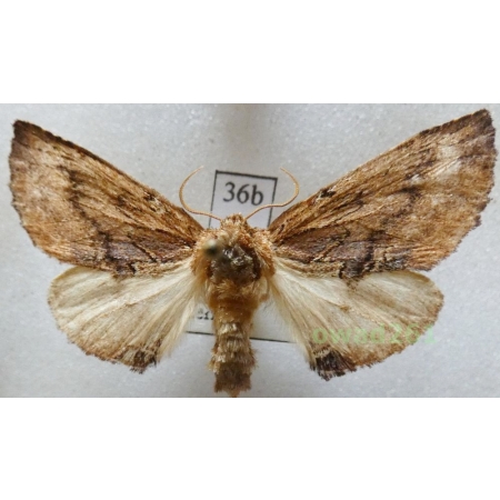 Ptilodon capucina (Linnaeus, 1758) male Czech36b